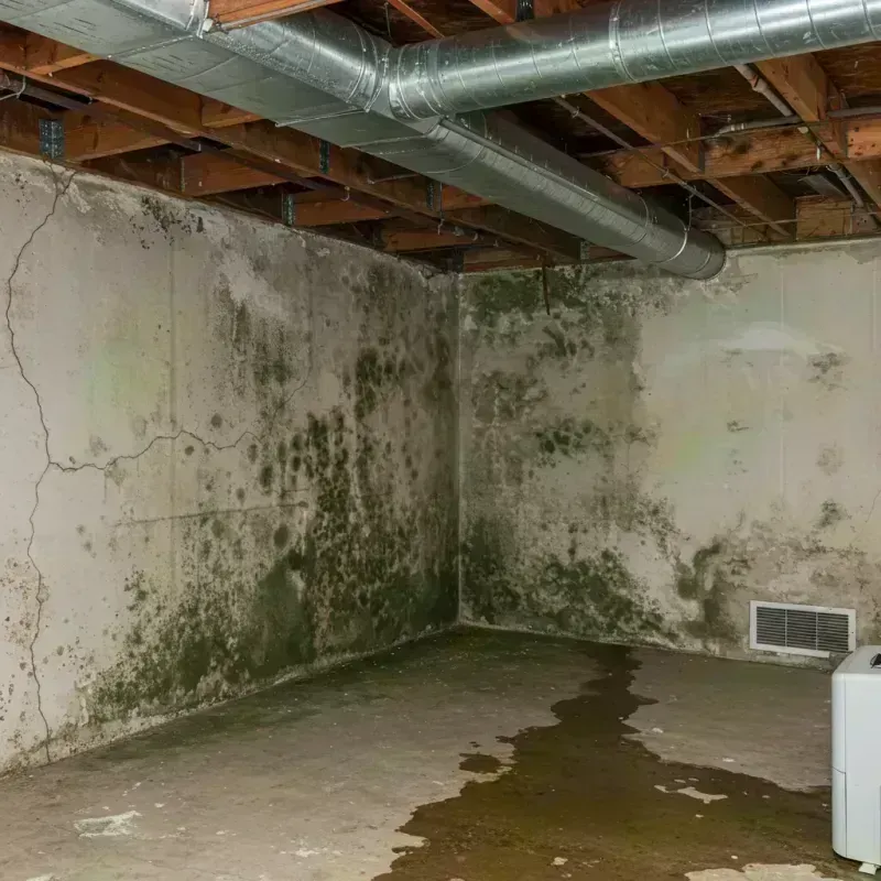 Professional Mold Removal in Lagrange, OH